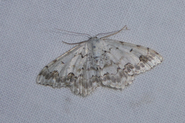 Scopula (Scopula) honestata